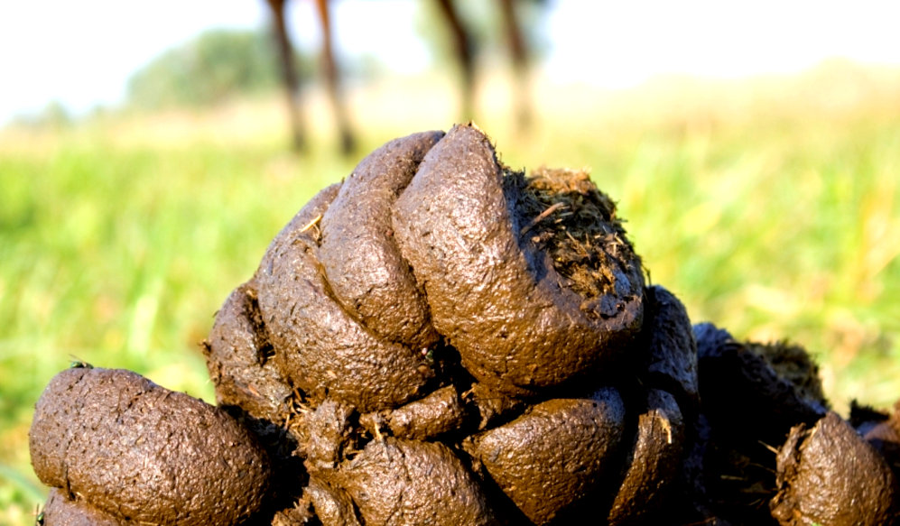 Horse shit makes excellent manure for roses and other flowers. Gardeners love it